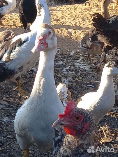 Мускусные утки