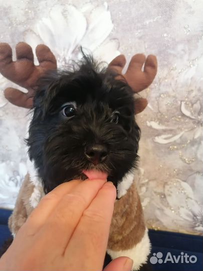 Щенок