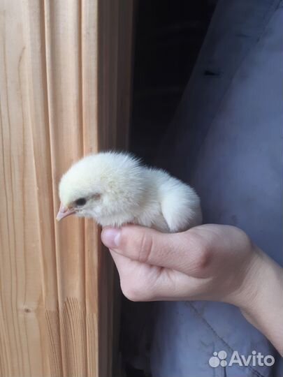 Цыплята бройлеры кобб 500