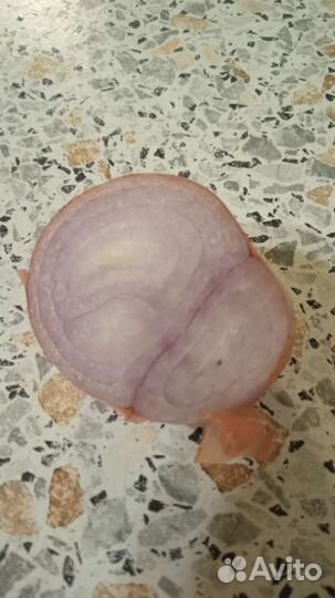 Лук шалот семейный