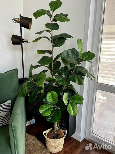 Искусственное дерево Фикус Лирата