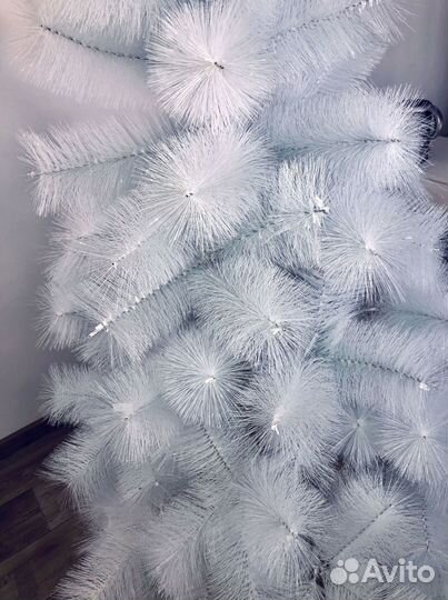 Сосна белая пушистая