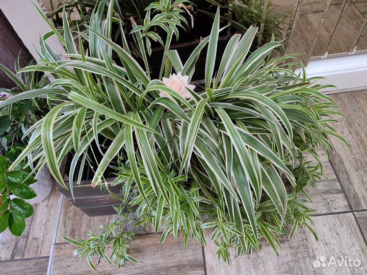 Замиокулькас