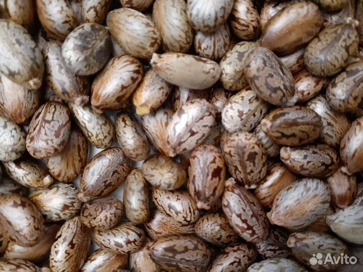 Семена клещевины