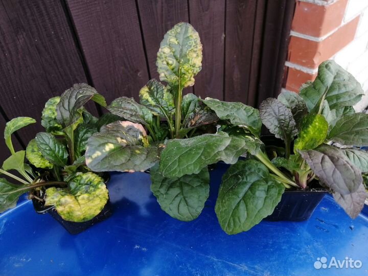 Аюга (живучка)