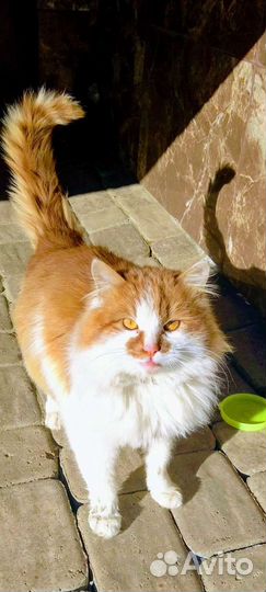 Малыш мультик - 4мес. в добрые руки