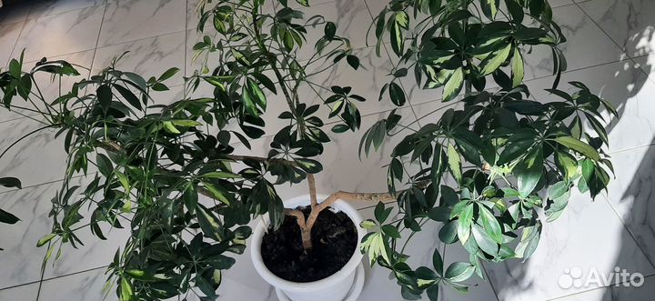 Комнатные цветы шефлера