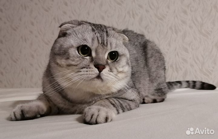 Шотландский вислоухий кот на вязку