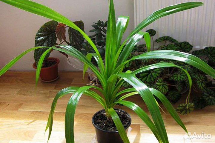 Фикус эластика