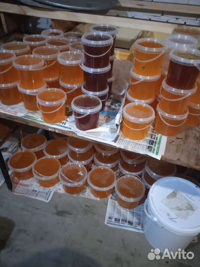 Мёд урожая 2023 года