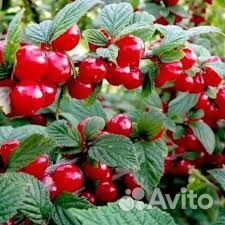 Продам крыжовник, черную смородину, вишню