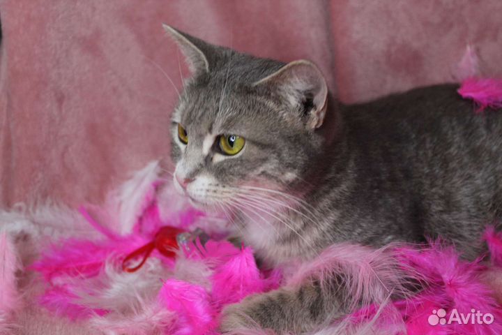 Кошка с шикарным взглядом