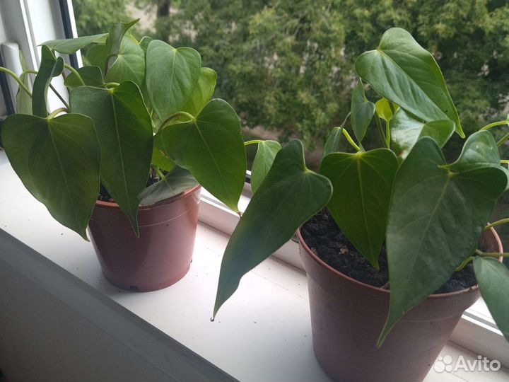 Антуриум красный большой