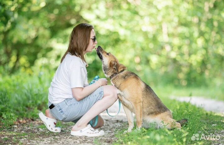 Собака из приюта