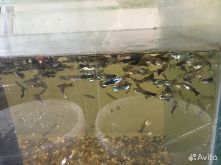 Аквариумные рыбки