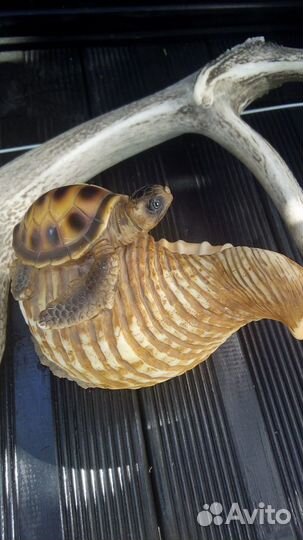 Черепаха статуэтка