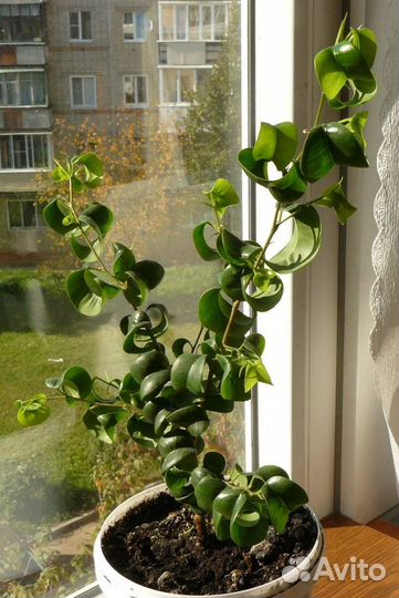 Пышный фикус Барокко (Барок) Н 35 см