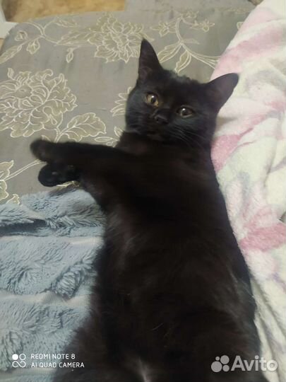Кошка