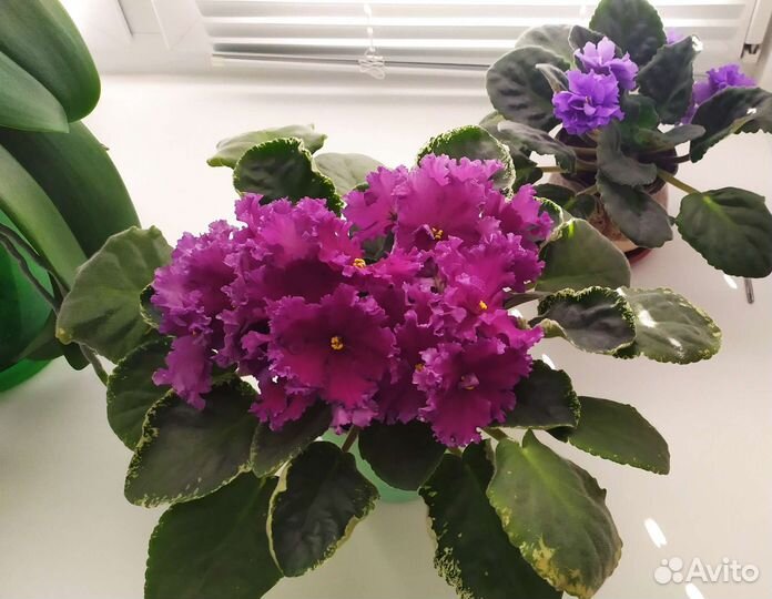 Листики фиалки укорененные