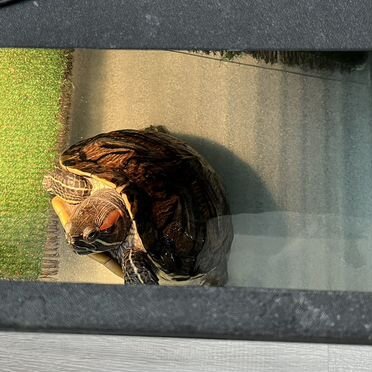 Красноухая черепаха