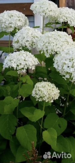 Гортензия древовидная Анабель