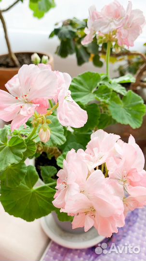 Пеларгония