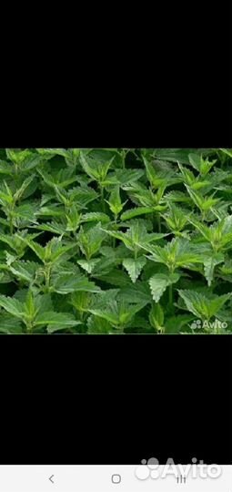 Крапива, тысячелистник рассада и трава