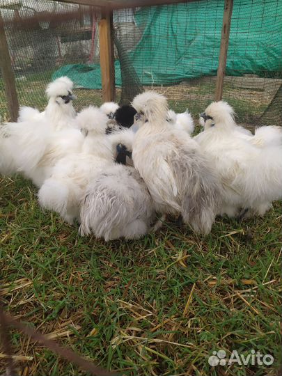 Китайские шелковыв