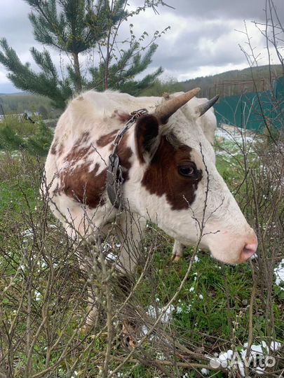 Корова высокоудойная