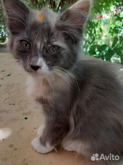 Котята 2 месяца