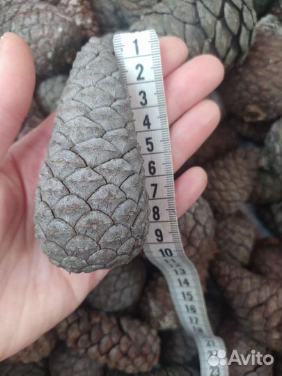 Шишки пицундской сосны