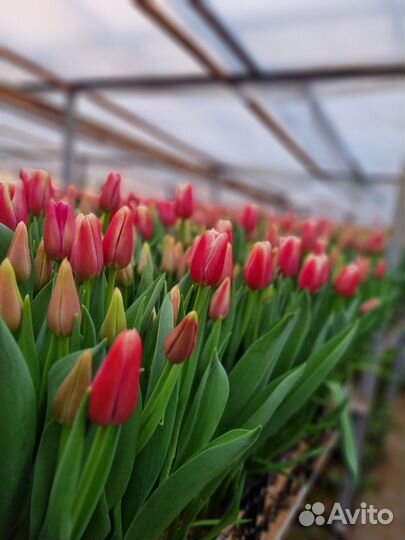 Тюльпаны оптом