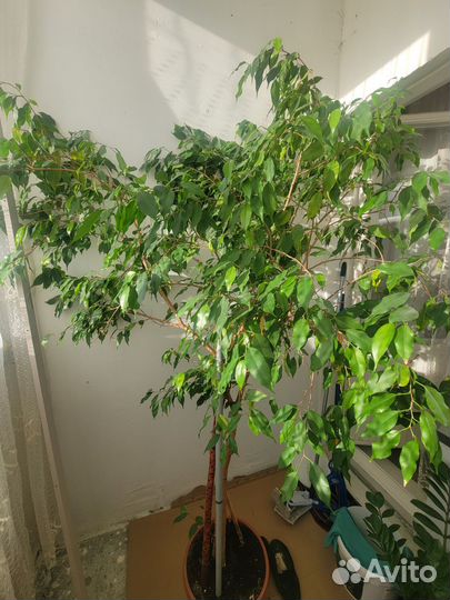 Фикус бенджамина