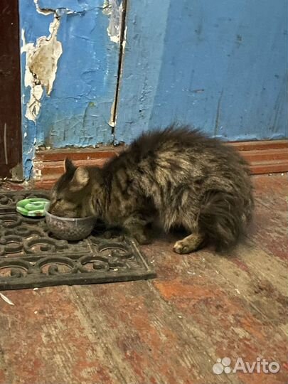 Бездомные котики