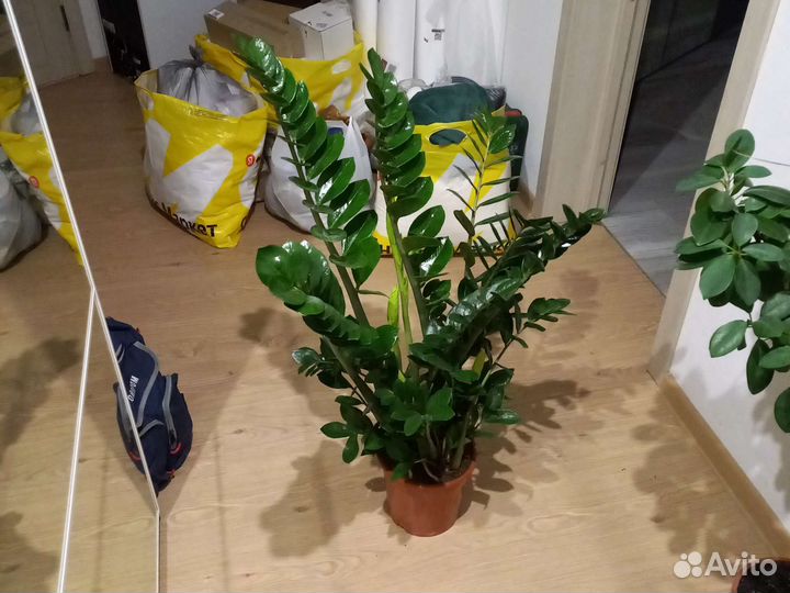 Замиокулькас