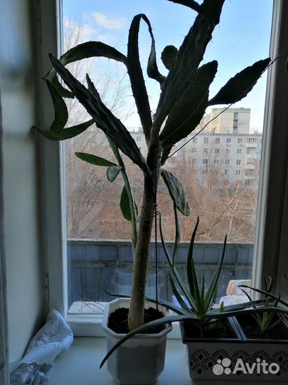 Большой кактус