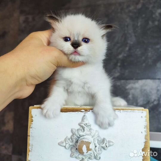 Goroshinka, рэгдолл с документами