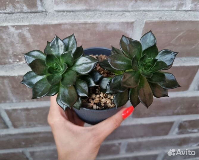 Эхеверии в ассортименте