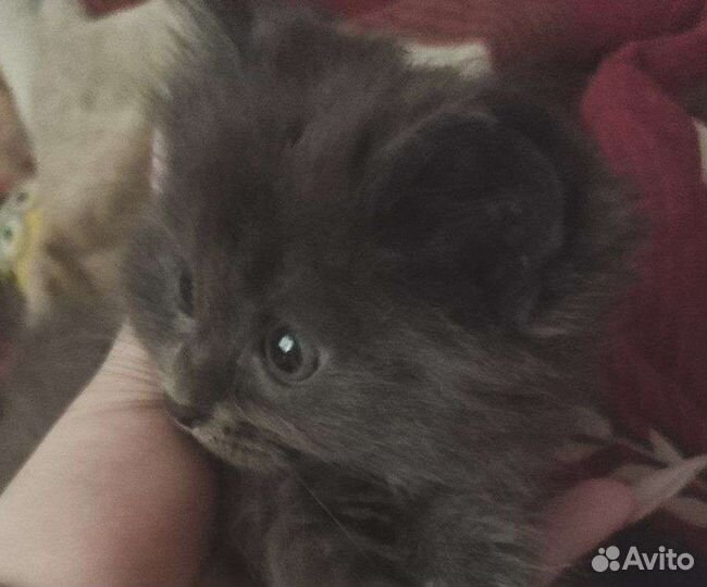 Котята в добрые руки (бесплатно)