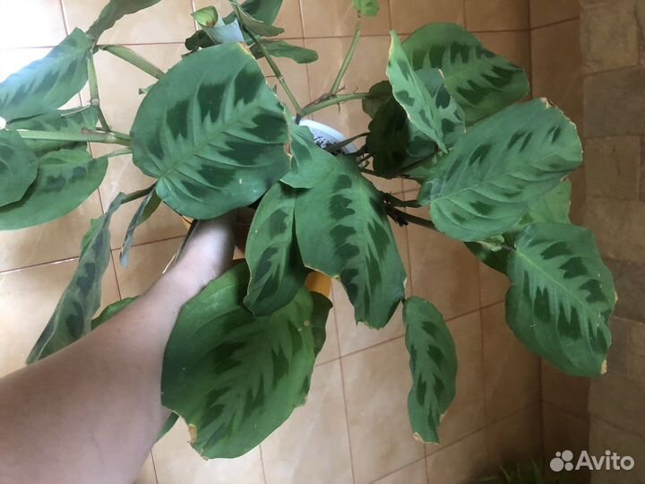 Комнатные цветы