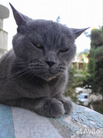 Британская кошка