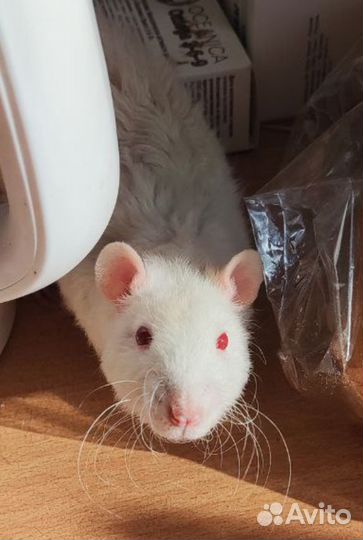Крыса белая