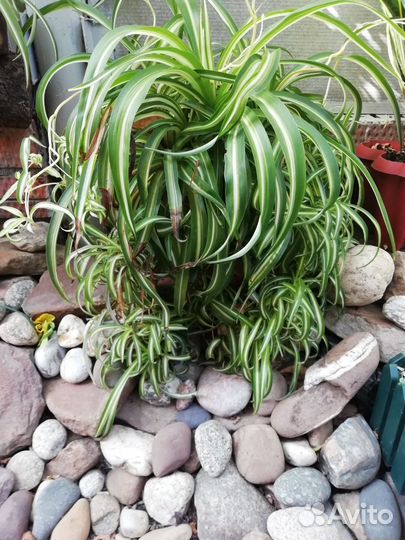 Хлорофитум кудрявый