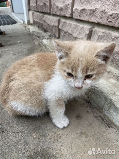 Кошка в дар