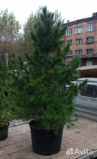 Саженцы кедра от производителя экстра класс