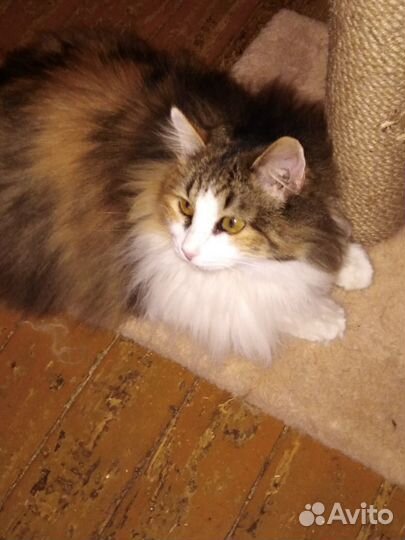 Пристраивается пушистая трехцветная кошка