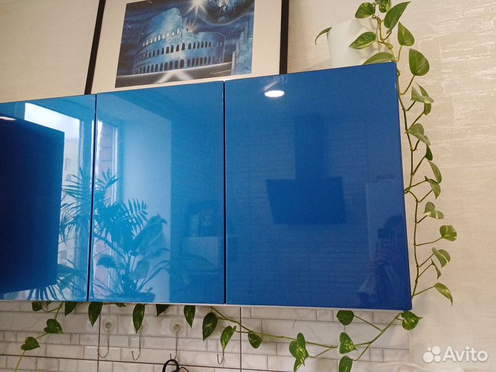 Сциндапсус. эпипремнум. Вьюн