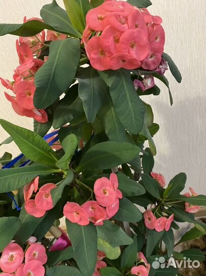 Молочай миля