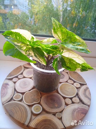 Сингониумы сортовые