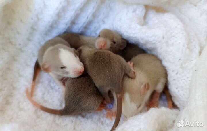 Крыса Дамбо